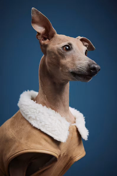 Пальто для собаки с подкладкой из меха- Заказать в России