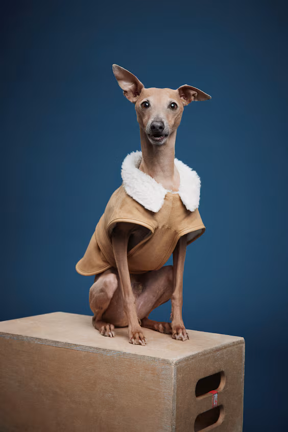 Пальто для собаки с подкладкой из меха