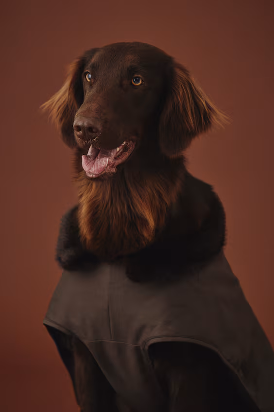 Плащ для собаки из вощеной ткани