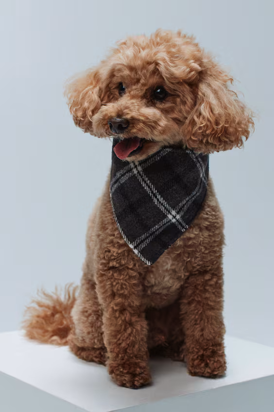 Платок для собаки h&m