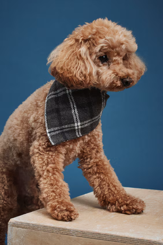 Платок для собаки h&m