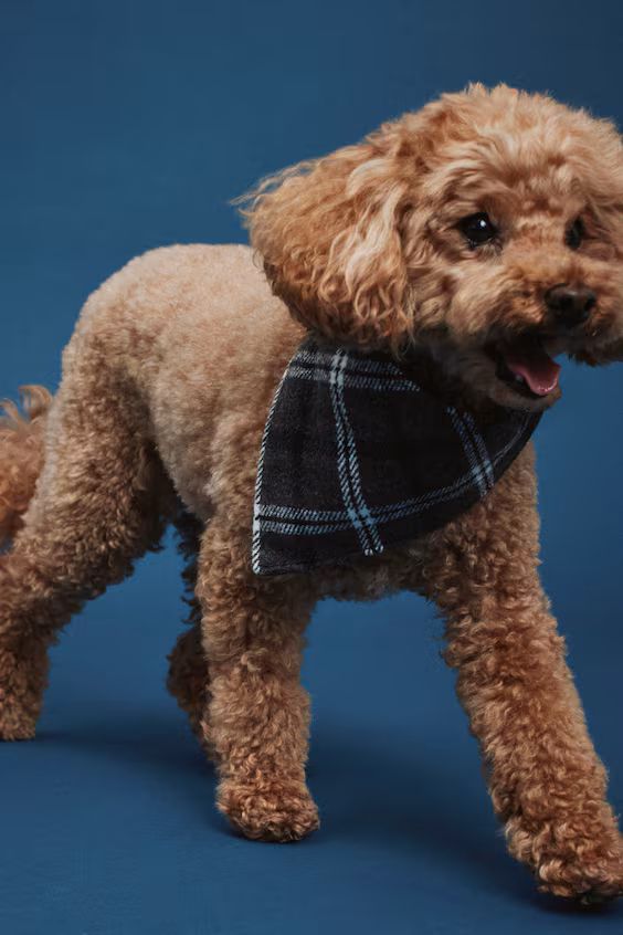 Платок для собаки h&m