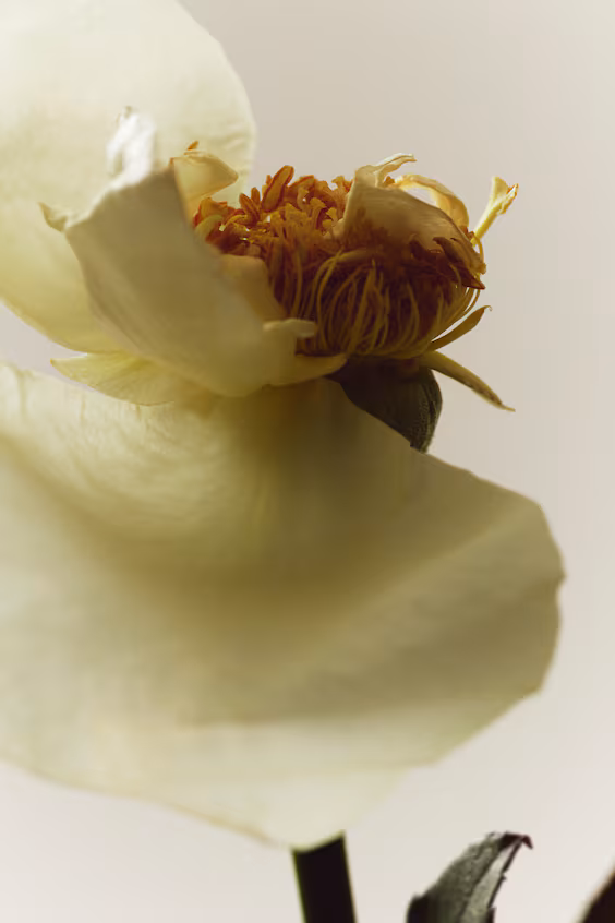 Туалетная вода pink dawn h&m