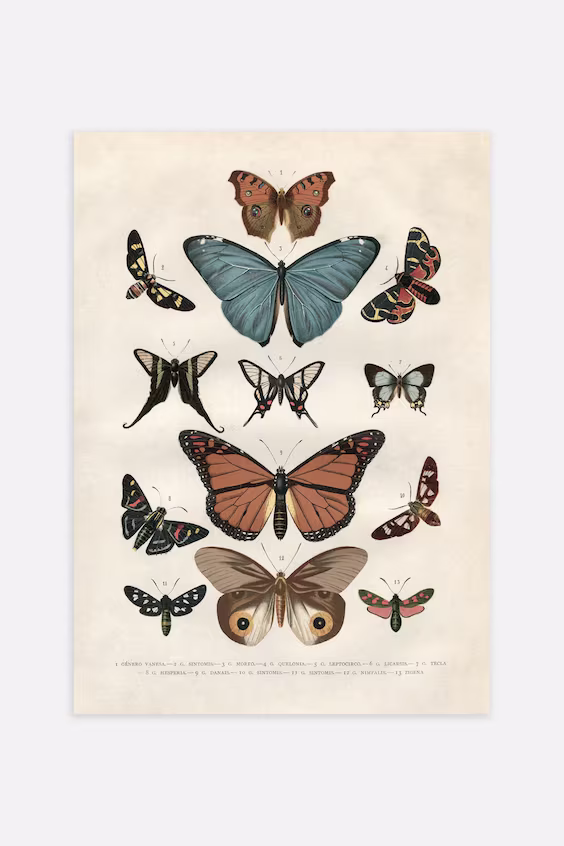 Плакат vintage butterflies
