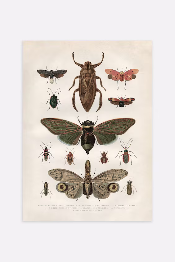 Постер vintage insects