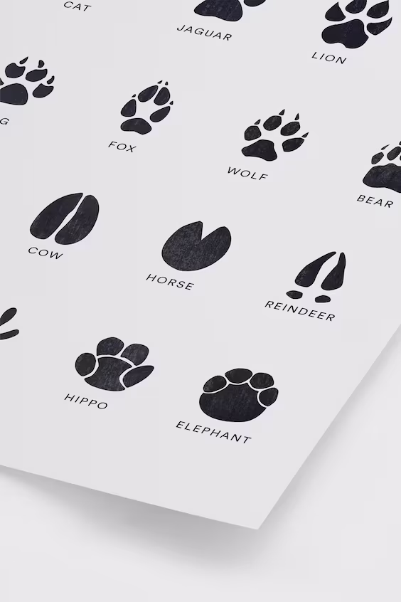 Плакат c следами животных