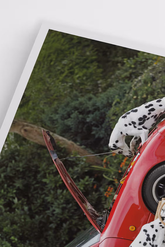 Плакат три далматина