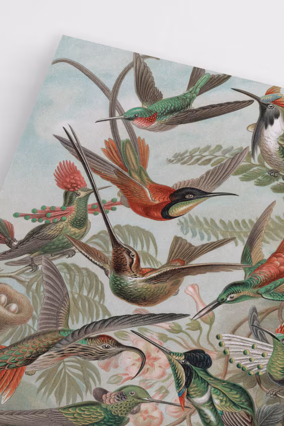 Постер hummingbirds