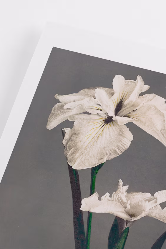 Плакат white iris от казумаса