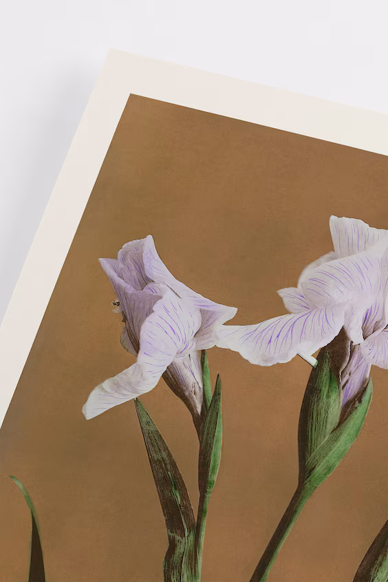 Постер ирисы кэмпфери от казумаса