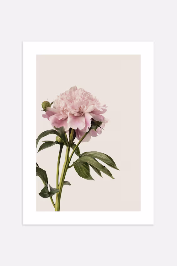 Плакат vintage peony