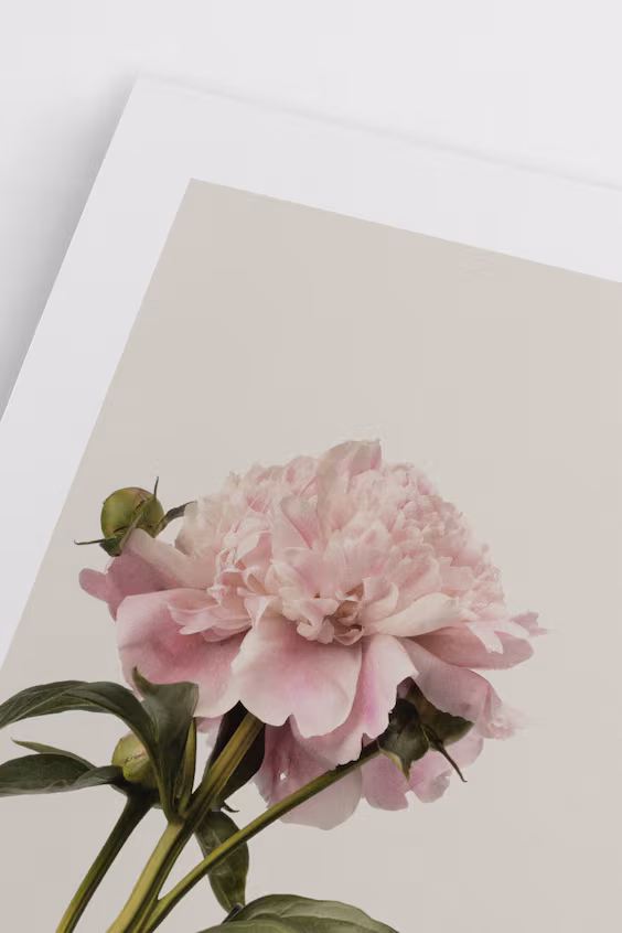 Плакат vintage peony