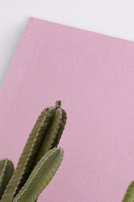 Постер зеленый кактус