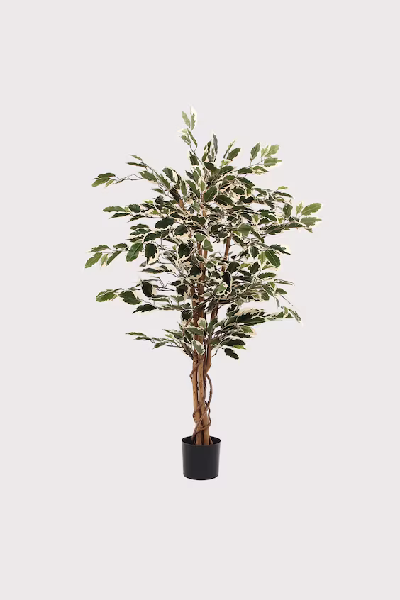 Искусственный ficus