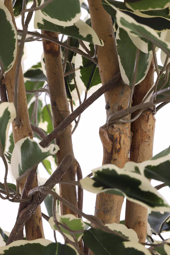 Искусственный ficus