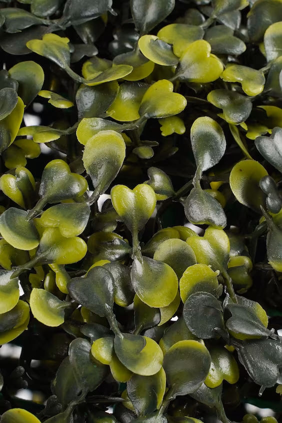 3 корзины из морских водорослей