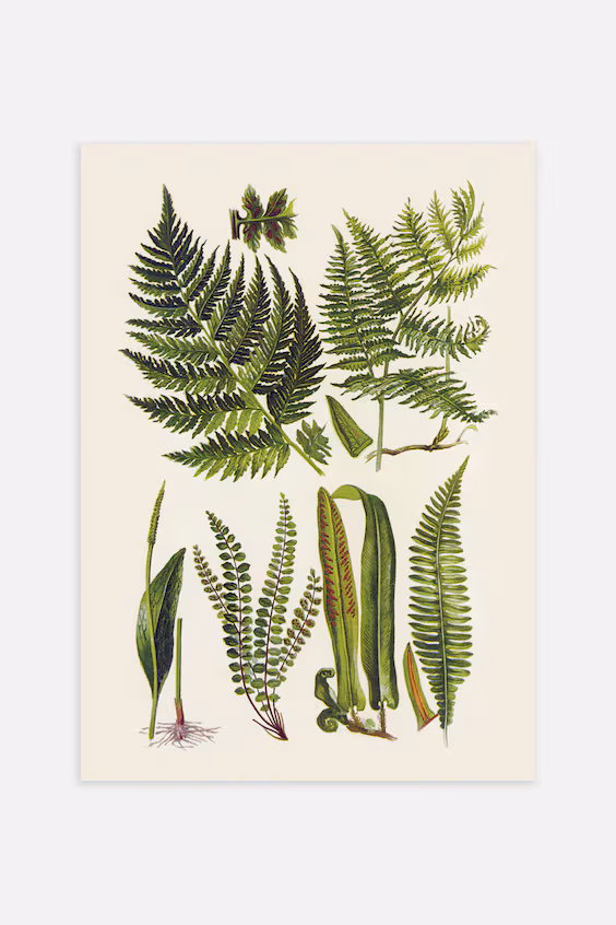 Постер vintage herbs