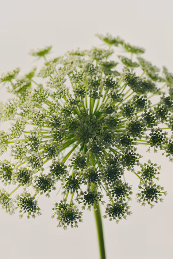 Туалетная вода