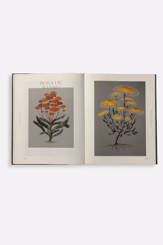 Ботаническая иллюстрация