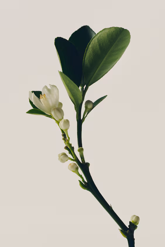 Туалетная вода hopeful romantic